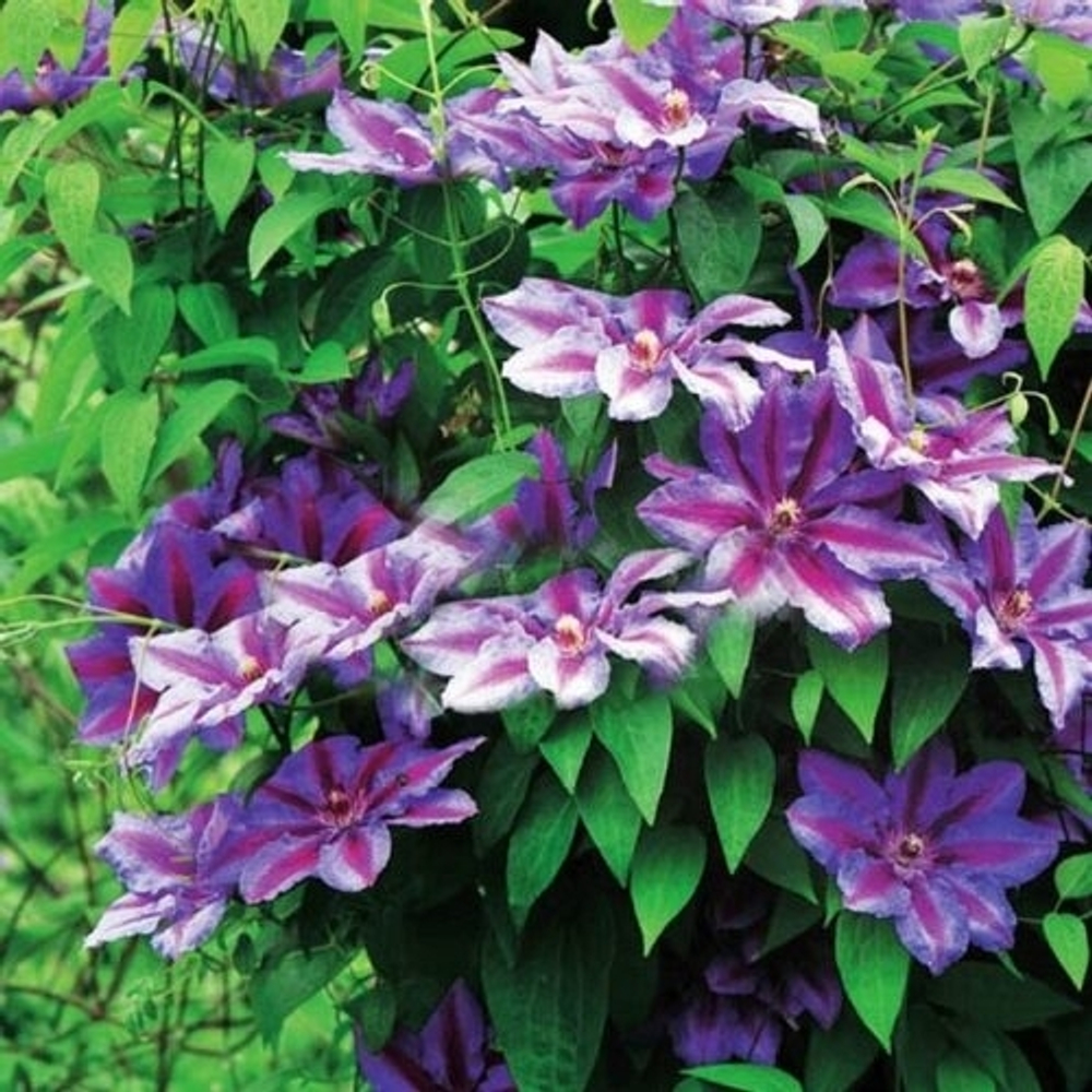 Клематис Akaishi (группа обрезки 2 слабая )