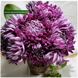 Хризантема домашняя Irisa violet (отгрузка Сентябрь)
