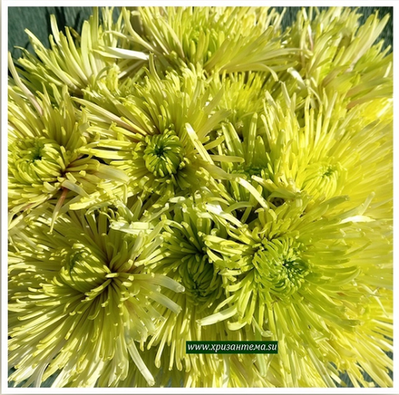 Tula, крупноцветковая хризантема ☘🌻 о.27     (отгрузка  Сентябрь)