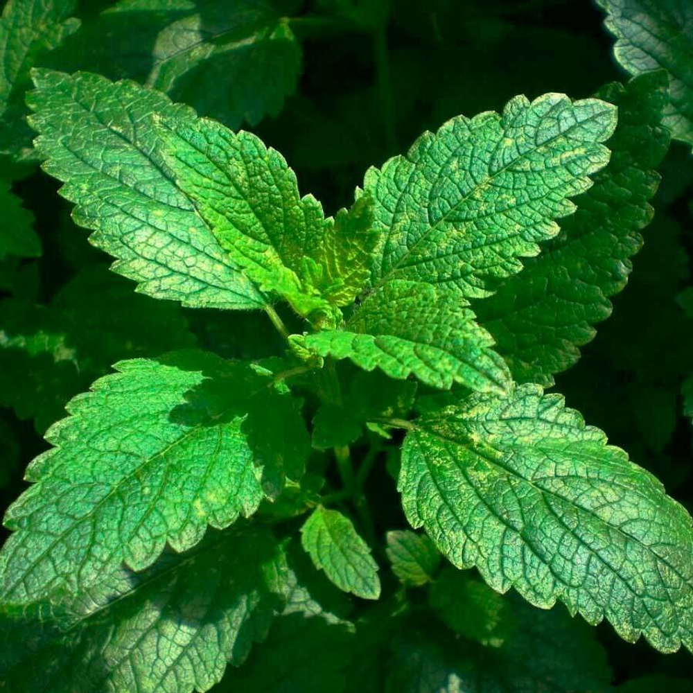 Мелисса (трава) 500 г