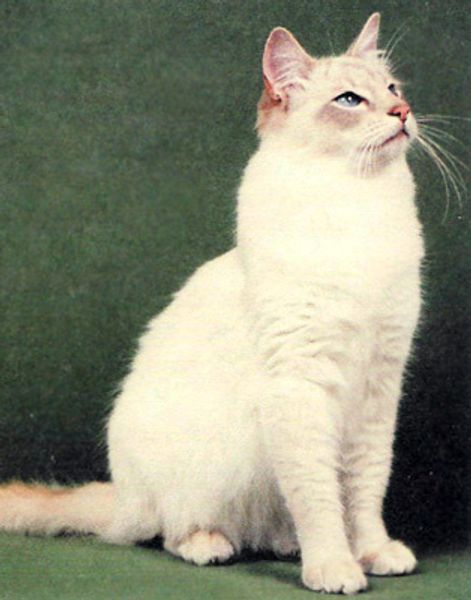 Балинезийская кошка