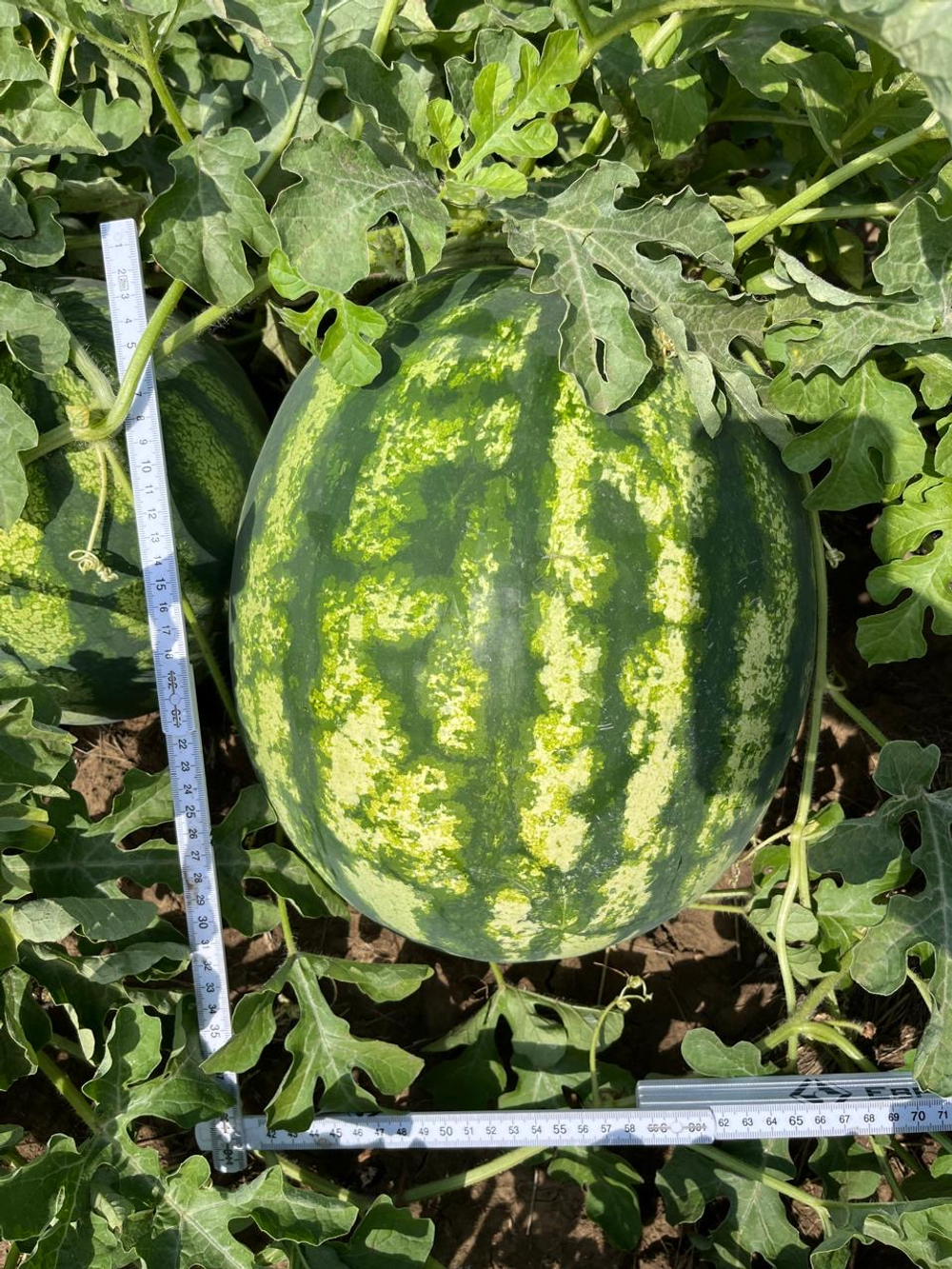 Эркен F1 семена арбуза ( Yuksel Tohum / )