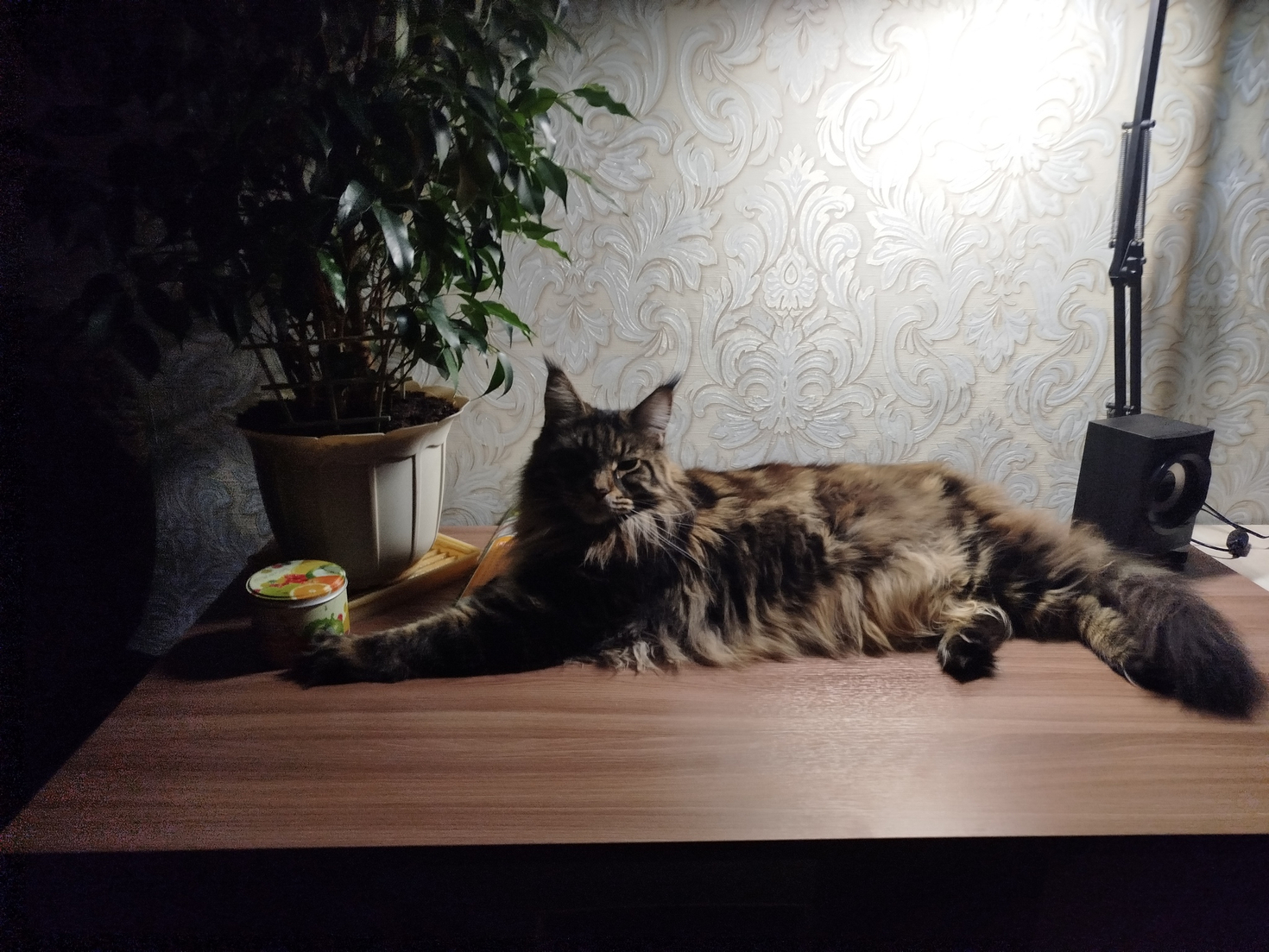 Кошки амбиентные хищники