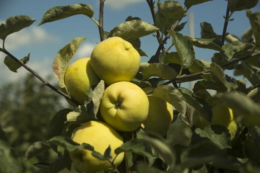 Яблоня Папировка подвой 54-118, полукарликовый С5 Закупка М69 июнь 2026