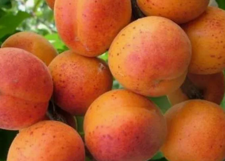 Абрикос Краснощекий ЗКС контейнер 5-7,5л, 3х летний саженец май 26