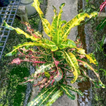 Кротон LOOKMAI NV04/2028