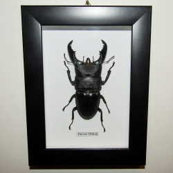 Жук-Рогач Dorcus titanus