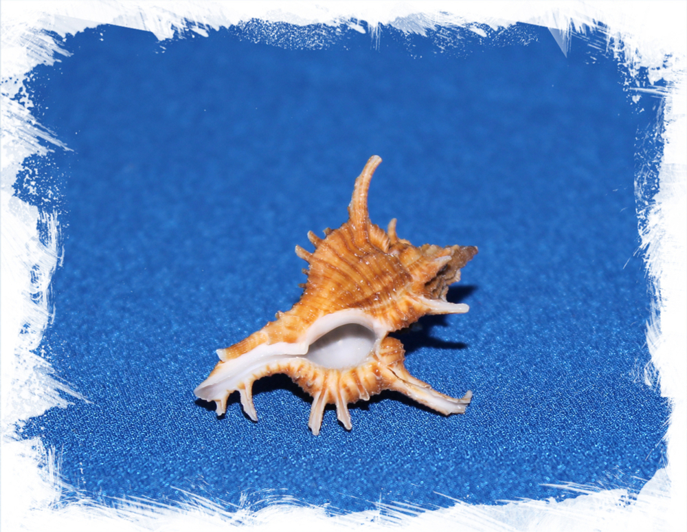 Мурекс Аксикорнис