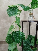 Лиана монстера 36 листьев, 1,8 м.