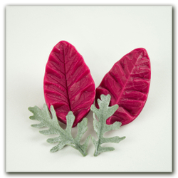 вайнеры и каттеры цинерарии