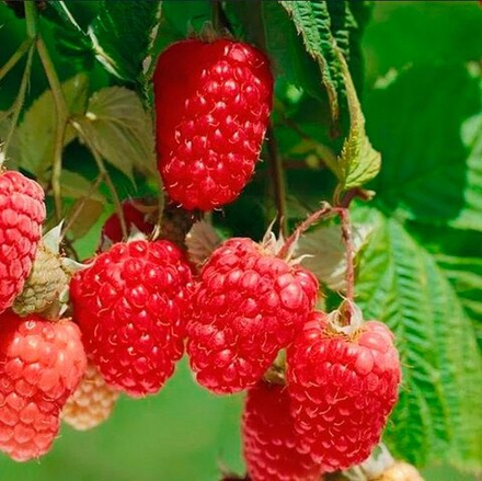 Малина Химбо Топ