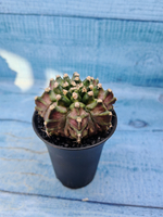 Gymnocalycium T-Rex Pink hybrid (Гимнокалициум)