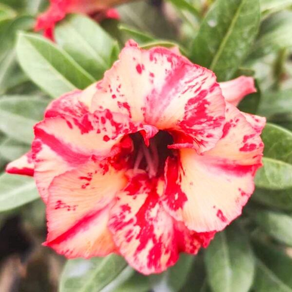 Адениум обесум HEALTHY ORANGE