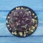 Gymnocalycium Daydream (Гимнокалициум)