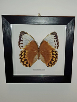 Бабочка Stichophtalma louisa в рамке