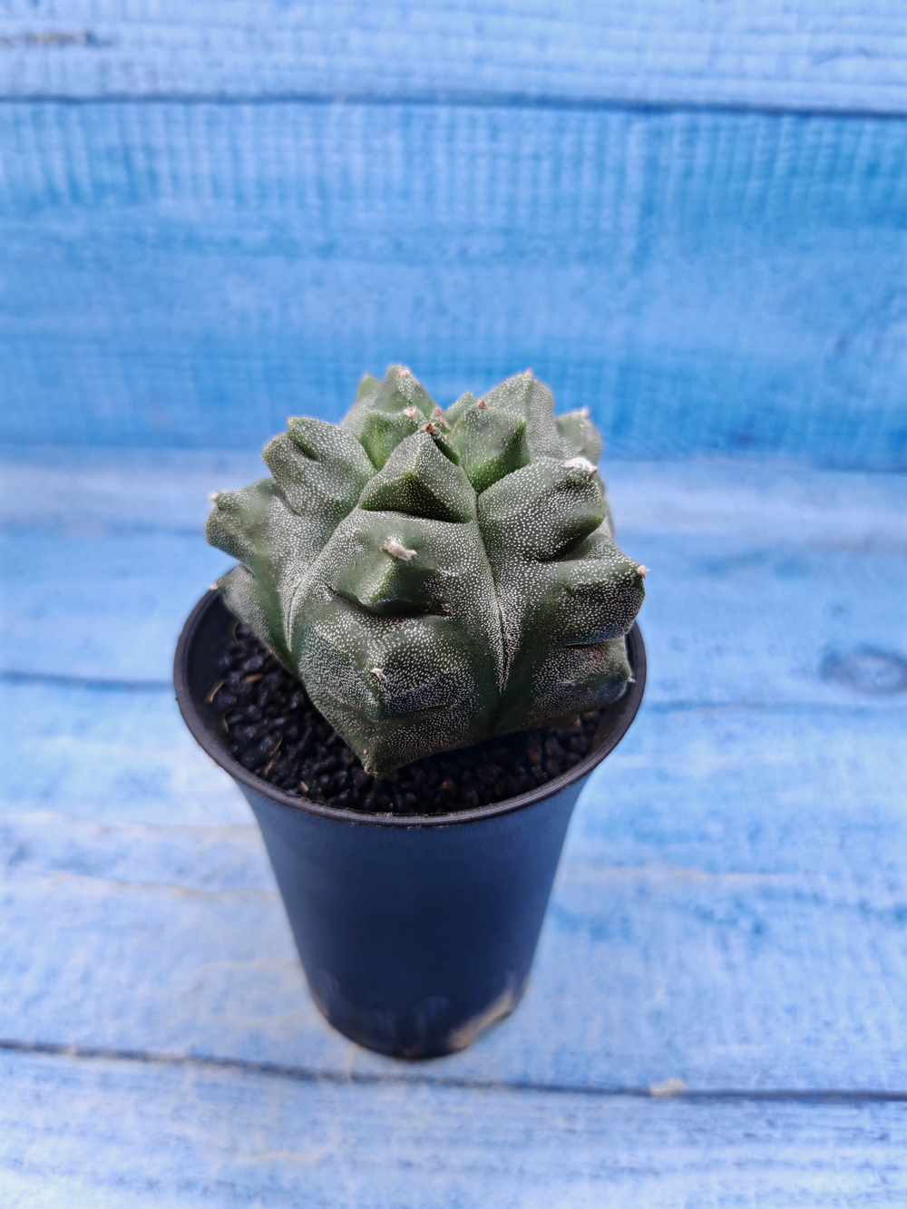 Astrophytum Myriostigma monstrosa (Астрофитум)