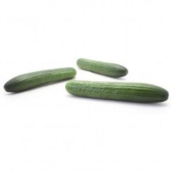 ЯНИ F1 семена огурца (Rijk Zwaan | Alexagro)