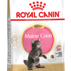 Royal Canin Maine Coon корм для котят породы Мейн-кун с курицей (Kitten)