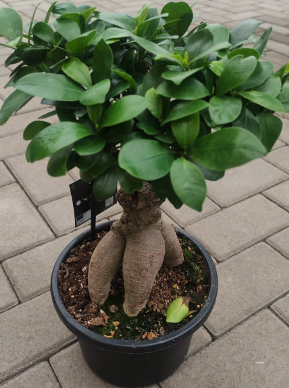 Бонсай Фикус, диаметр 19 см