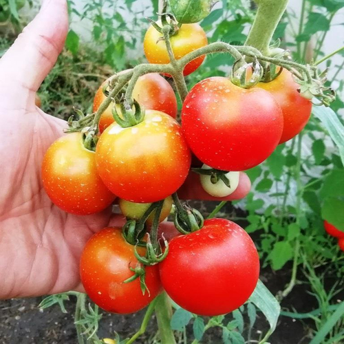 Помидоры - Сraigella - Крейгелла