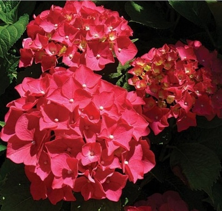 Форевер энд эвер ред («Forever & Ever red») С2 Европа весна 2026 г.