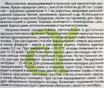 Хризантема Радуга килеватая 0,3 г СМЦ-335