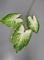 Каладиум / Арт 6338