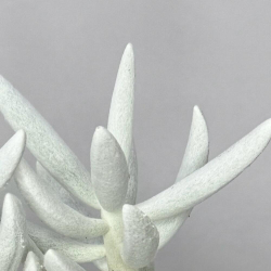 Крассула «Люмьер» суккулент в стильном кашпо