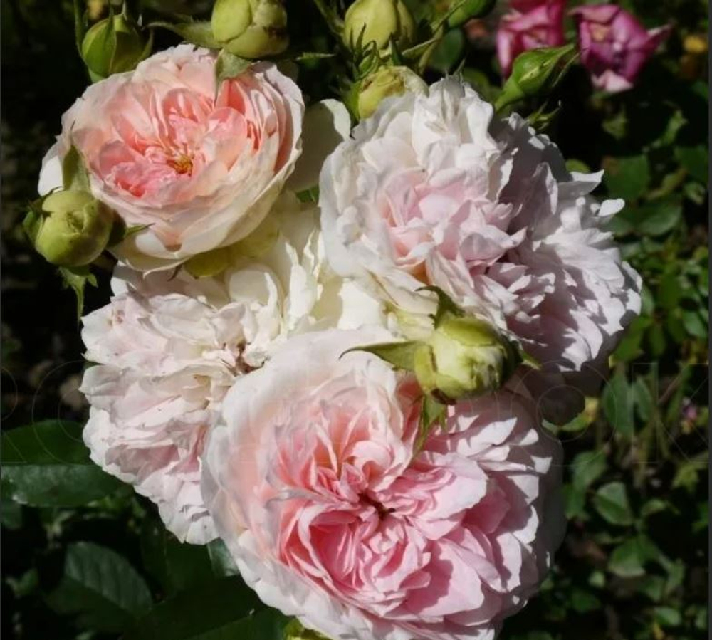 Роза флорибунда Курфюрстин Софи С6