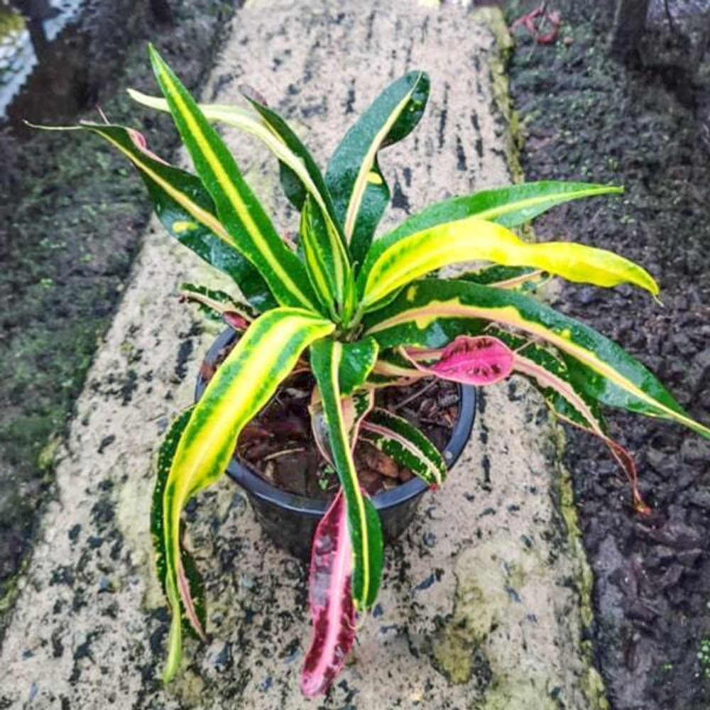 Кротон PHRA SAENG PHON PHAI