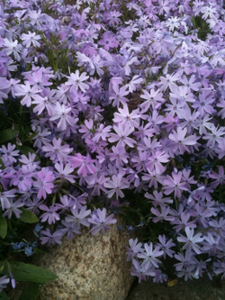 Флокс шиловидный Папарацци Гага Р9 Закупка М36 получение май-июнь 2026