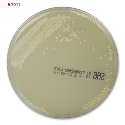 Агар Сабуро с декстрозой и хлорамфениколом, готовый, стерильный, в упаковке, в чашке Петри 10 шт