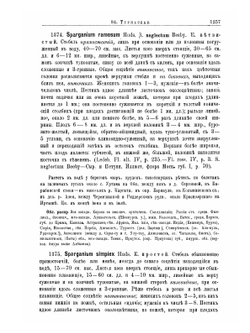 Флора Алтая и Томской губернии. Том 6. Typhaceae-Cyperaceae | П. Н. Крылов