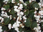 Бег3 Бегония вечноцветущая Doublet white