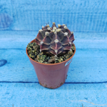 Gymnocalycium Friedrichii (Гимнокалициум)