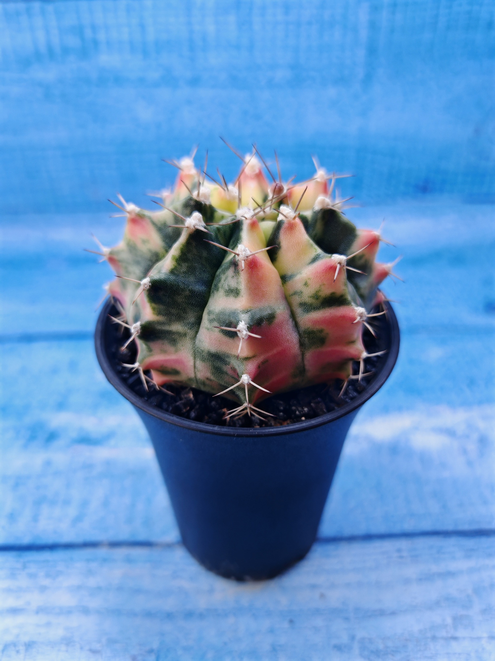 Gymnocalycium Variegata (Гимнокалициум Вариегатный)