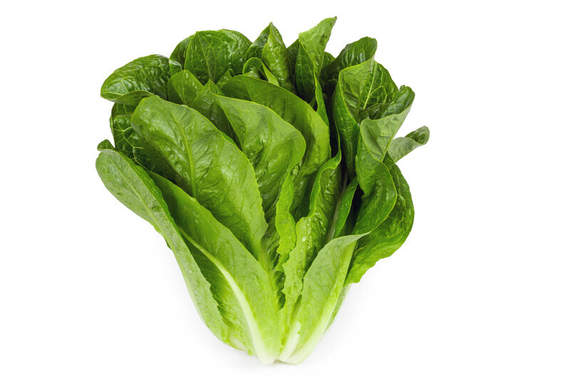 КЕОНА семена салата (Rijk Zwaan | Alexagro) – фото 2