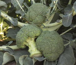 БАТАВИЯ F1 семена капусты брокколи (Bejo | Alexagro)