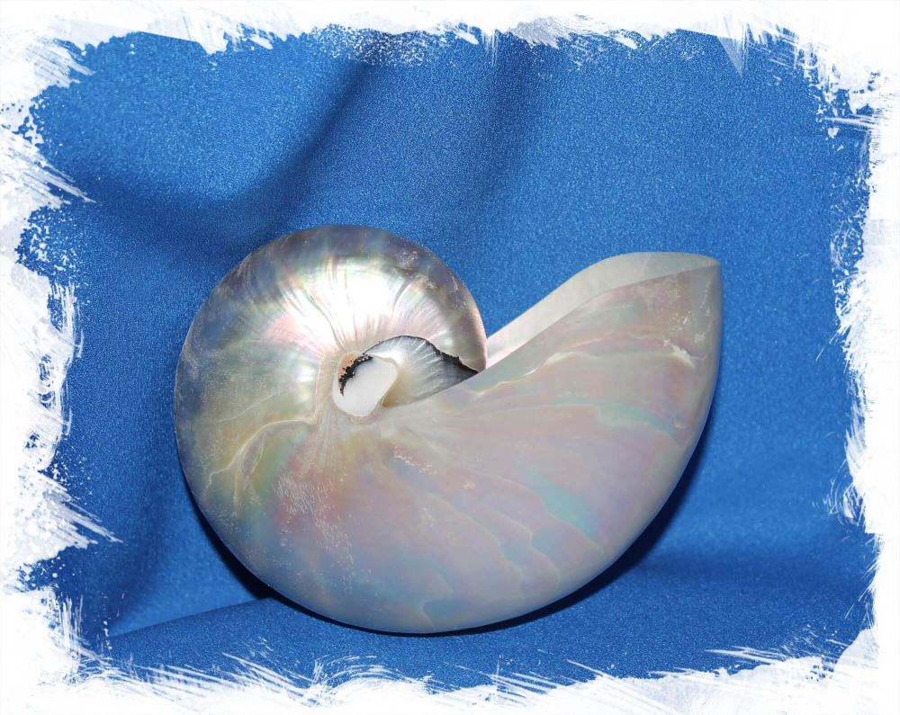 Полированный Наутилус Помпилиус