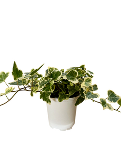 Хедера непальская д.9