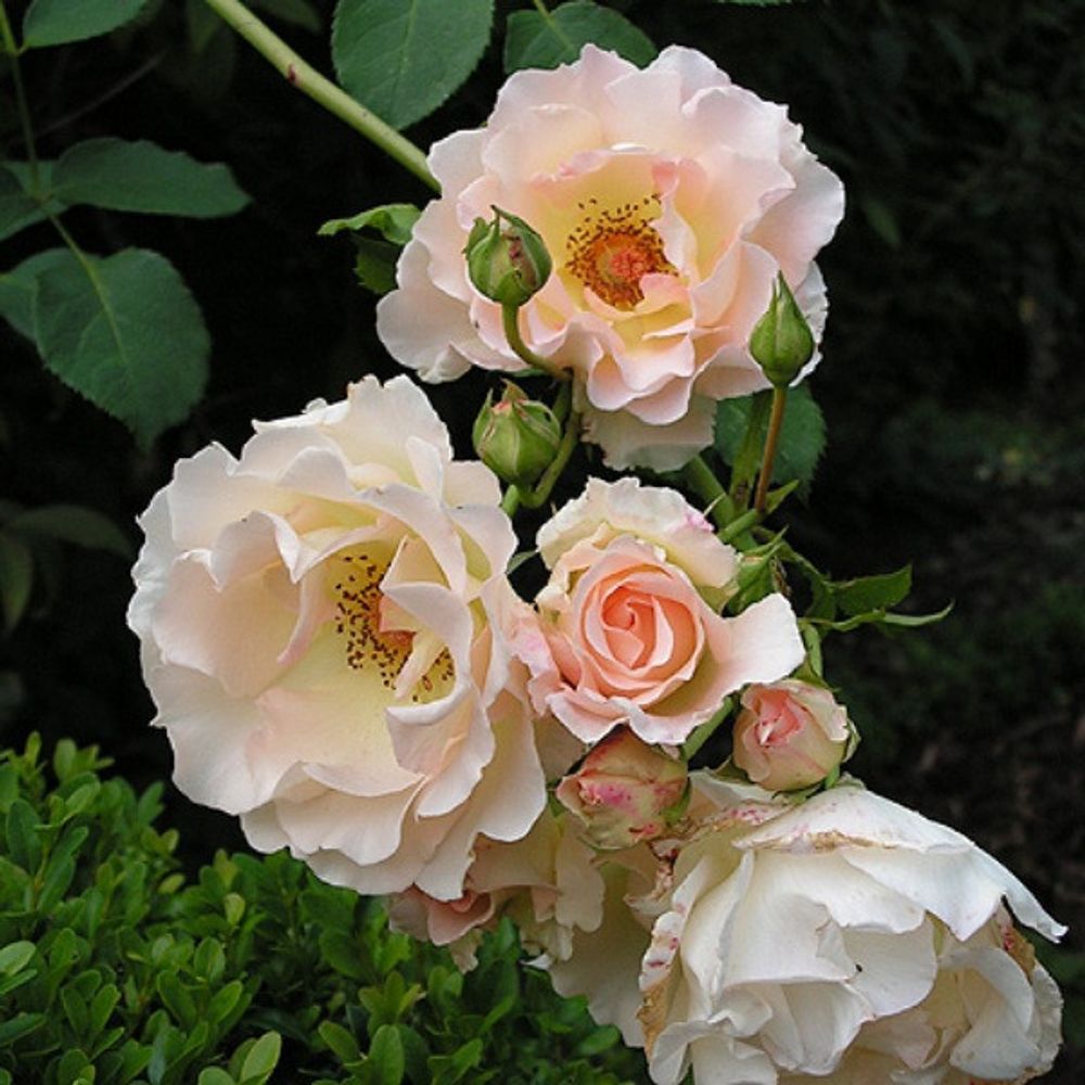 Роза шраб Рококо