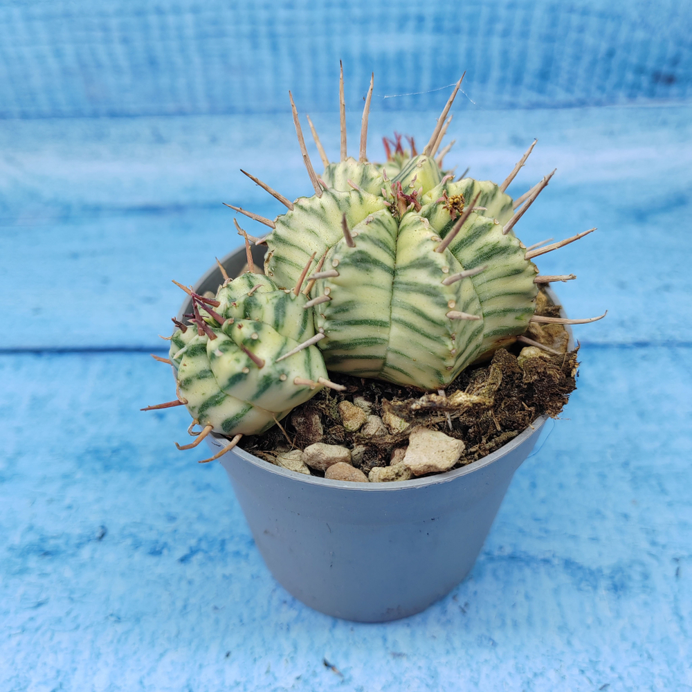 Euphorbia meloformis f. Variegated (Эуфорбия вариегатная)