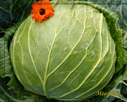 Капуста белокочанная Мегатон F1 (Bejo / Бейо) 10 шт.