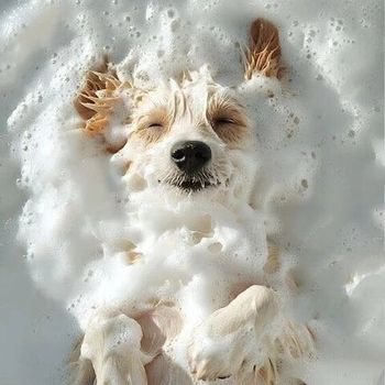 Мытье собак: как часто можно купать питомца без вреда для здоровья