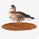 Белолобый гусь Duck Mania "ALFA"