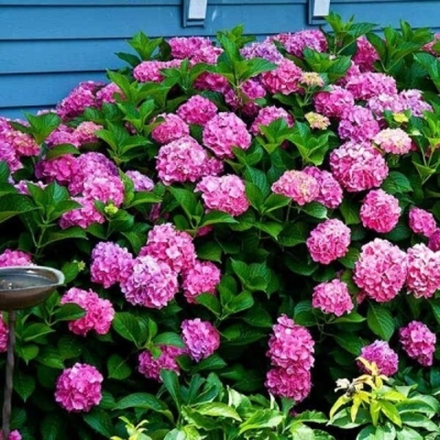 Forever & Ever Pink/Фореве Энд Эвер Пинк (Стандарт поставки Р9)2025г.