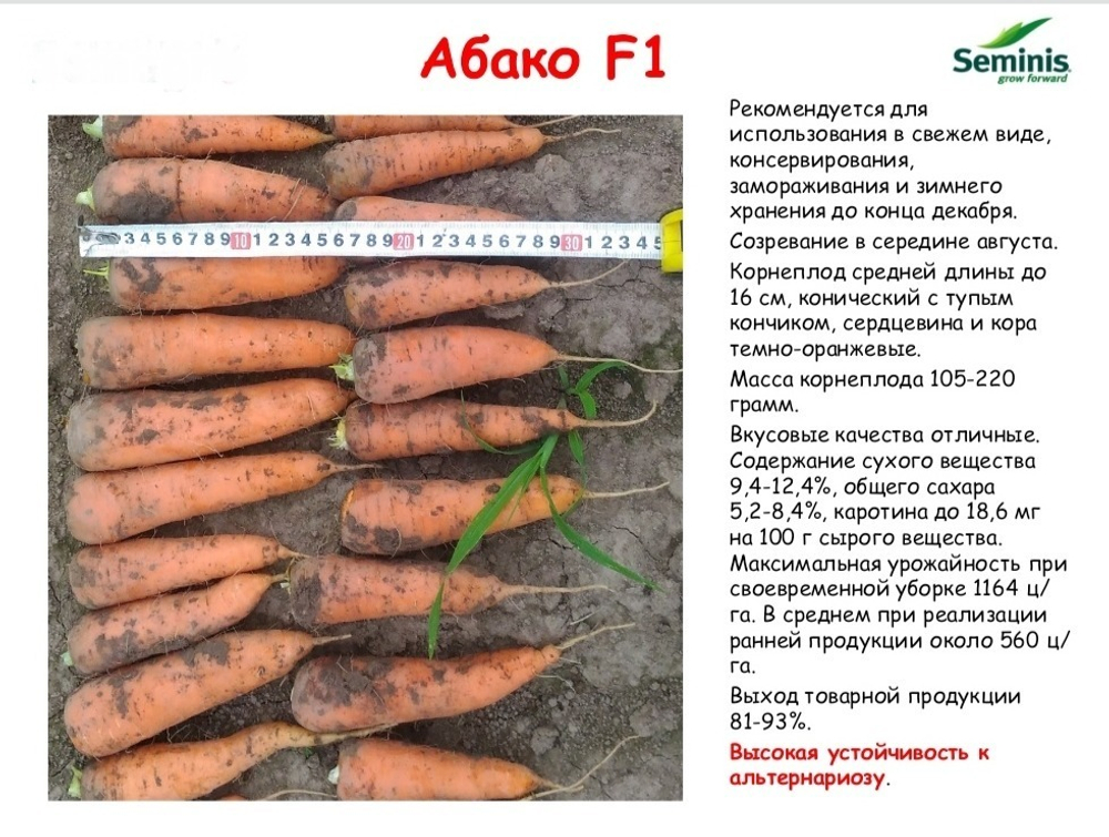 Абако F1 семена моркови курода/шантане (Seminis / Семинис)