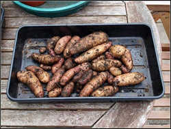 Дикий картофель Розовое Еловое Яблоко (Pink Fir Apple Potatoes), 10 клубней
