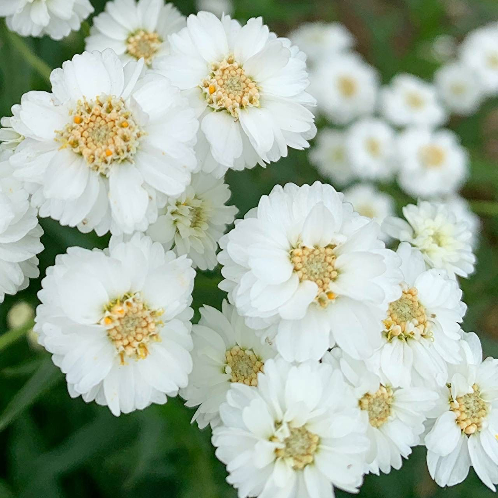 Тысячелистник птармика Жемчужница С2