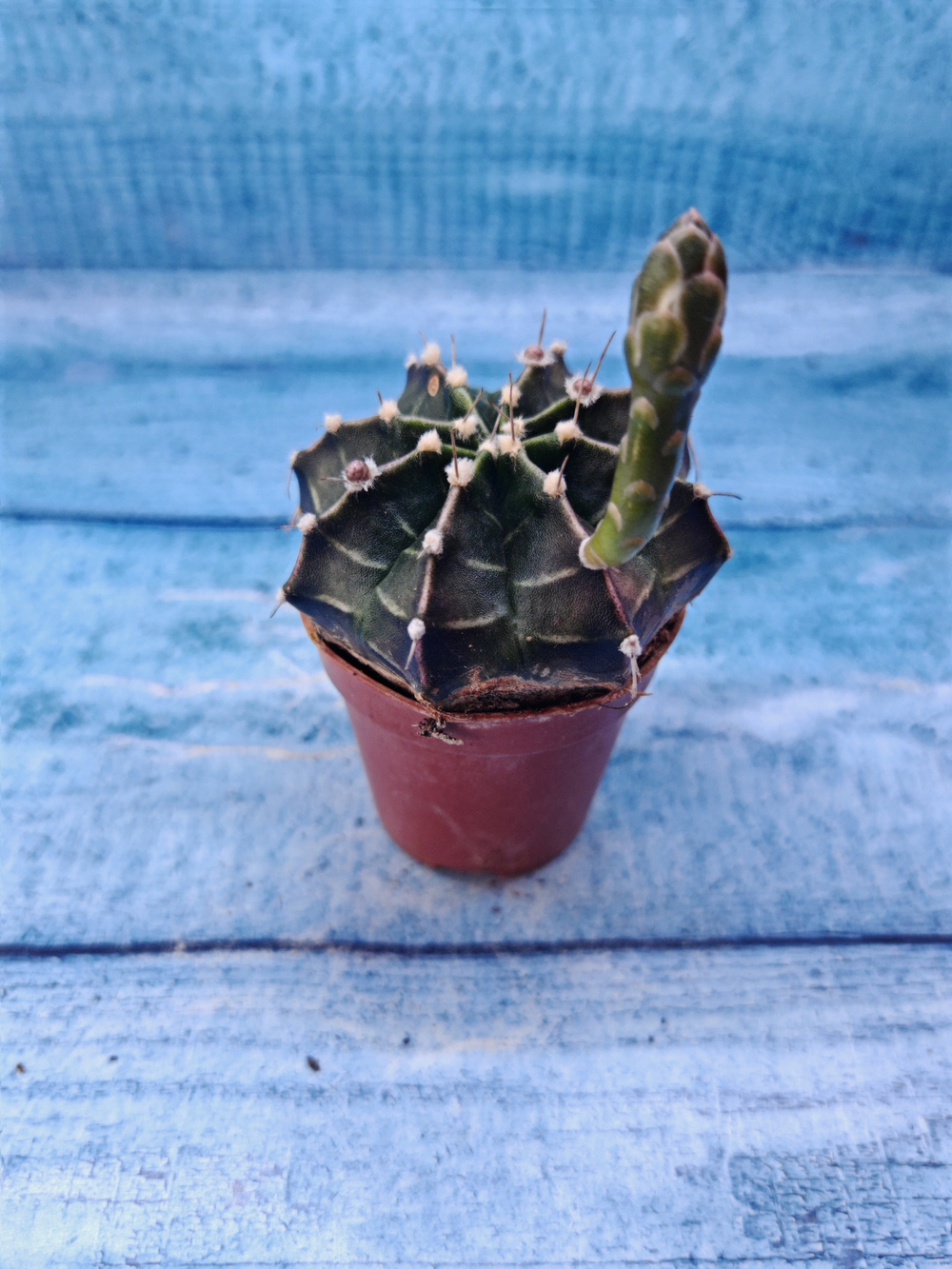 Gymnocalycium Friedrichii (Гимнокалициум)